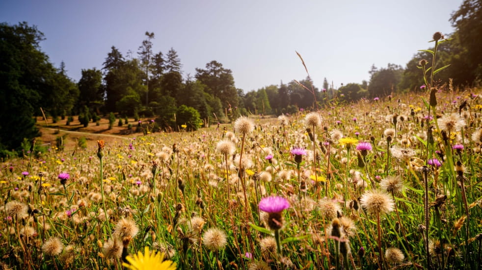 Wakehurst wildflower meadow